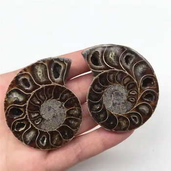 2pcs Pol Cut Ammonite Lupini Fosilnih Primerkov Madagaskar par fosilnih ammonite za darila
