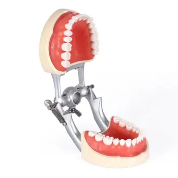 Zobni Typodont Model Z Odstranljivo Zob Zobna poučevanja zob model Zobne Zob Model