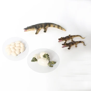 Simulacija Wildlife Dvoživk Živali Model Krokodil Ciklus Rasti Figurice Zbirka Znanost Izobraževalne Narave Rekviziti