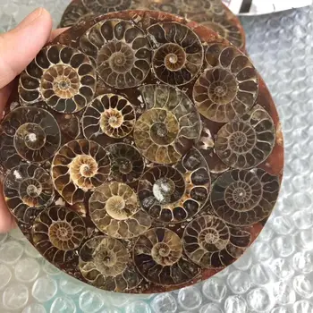Naravni ammonite Morski Polž kompas fosilov mineralov dragih kamnov zdravilni kamni lep okras