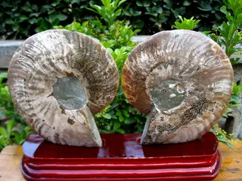 Najboljši par polovici&cut Ammonites Jurskih Fosilnih Madagaskar 640g+stojalo 120g