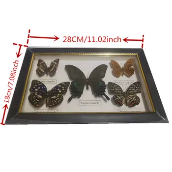 1 nastavite metulj vzorcu photo frame = 5pcs metulj vzorcu obrti, darila dom okraski okraski doma odlikovanja