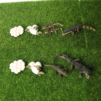 Simulacija Wildlife Dvoživk Živali Model Krokodil Ciklus Rasti Figurice Zbirka Znanost Izobraževalne Narave Rekviziti