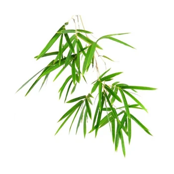 Bambus eterično olje AKARZ blagovne znamke naravne Oiliness Kozmetika Sveča Milo, Dišave, zaradi Česar DIY odorant raw material Bamboo olje