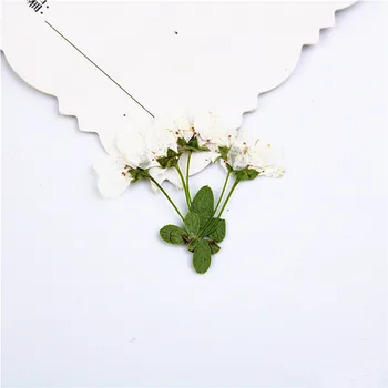 24pcs,Naravne Pritisnete pravi beli cvetovi,Večno cvetnih listov DIY Poročna vabila Zaznamek Darilne Kartice,Flores Obraza Dekoracijo